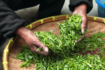 ¿El té caduca?