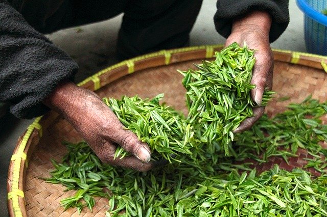 Conoce los beneficios del té negro Assam